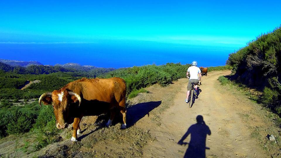 Madeira Native Motion Guest House Fajã da Ovelha Pokój zdjęcie